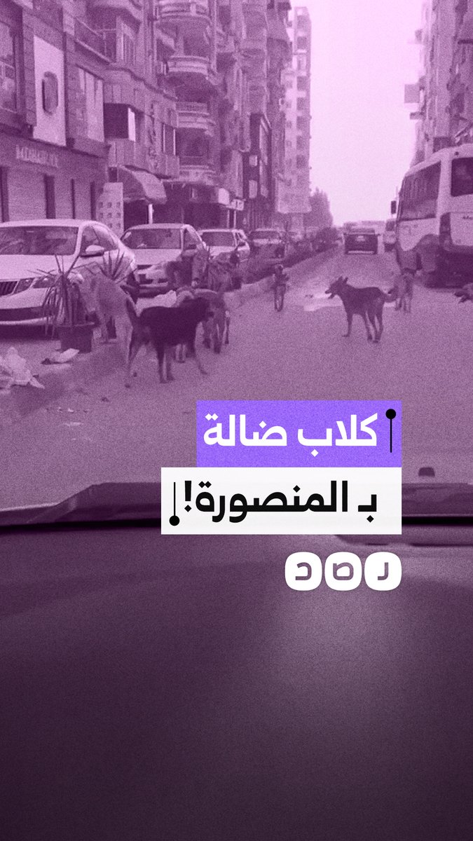 تداول مشاهد توثق انتشارت كلاب الشوارع بـ حي الجامعة بـ المنصورة