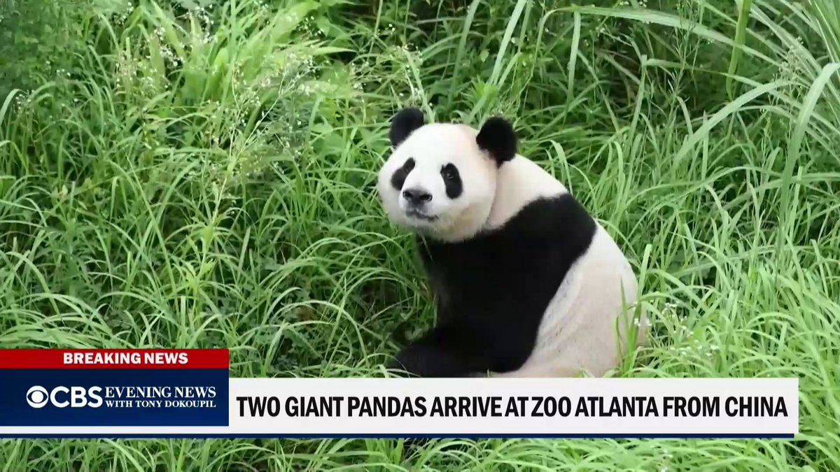 Two giant pandas from China, Ping Ping and Fu Shuang, have arrived in the U.S., the Atlanta zoo confirmed, as part of an agreement between the Chinese and American governments.