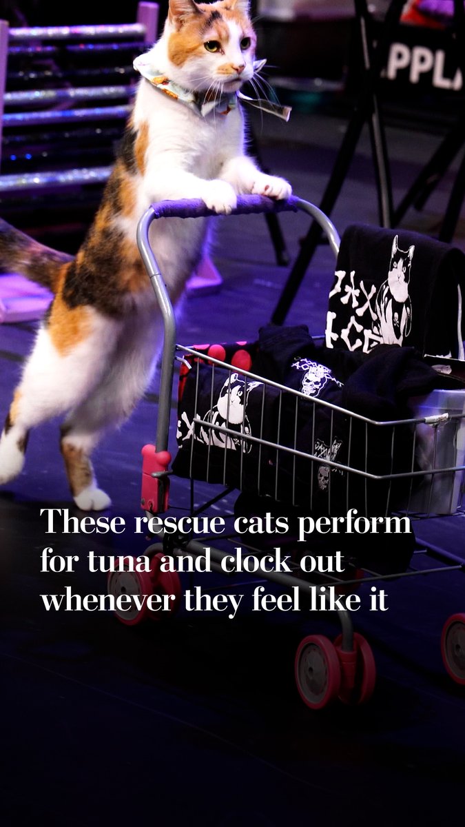 Samantha Martin tours with the Amazing Acro-Cats, a troupe of rescued strays who perform for ahi tuna, poached chicken, and duck. "Every show is going to be different based on how the cats are feeling that day," Martin said.