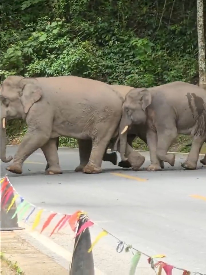 【Video】🚦🐘 Traffic Alert! #Elephants on the move in #Xishuangbanna in SW China's Yunnan Province! Watch as traffic is managed while buses patiently wait for these gentle giants to cross the road.