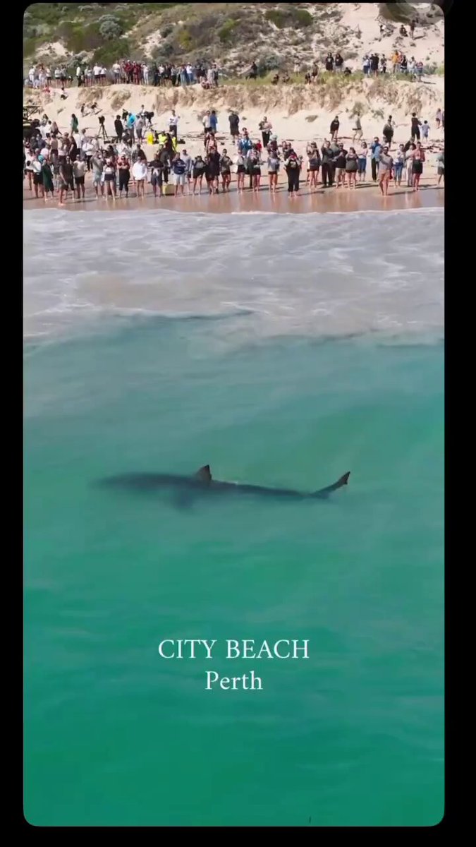 This is my literal local beach in Perth, Western Australia - City Beach - close to my house. The great white is enormous! Oh, and this is not AI, it’s just Au… #Australia #perth #shark