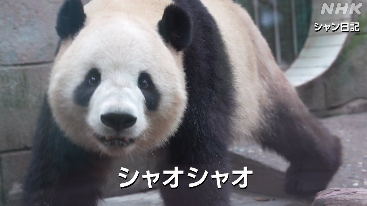 【シャオシャオとレイレイ 一般公開】 上野動物園で生まれた双子のジャイアントパンダ、シャオシャオとレイレイが中国に返還後、初めて一般公開されました 姉のシャンシャンも、同じエリアで見ることができます #nhk_video