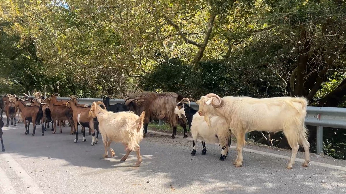 I’m in Crete this week. The normal traffic congestion of Edinburgh was swapped today for something altogether more organic.