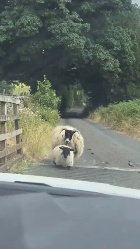A person captured the moment when two sheep use their knees to cross a sewer without falling.