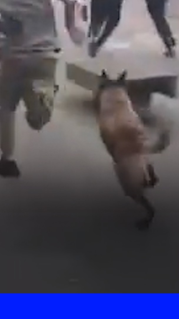 💬 “Il s'agit en réalité d'un chien malinois promené par un particulier, qui a échappé à la vigilance de son maître" ➡️ La police nationale dément avoir "lâché un chien" sur des manifestants à Lille