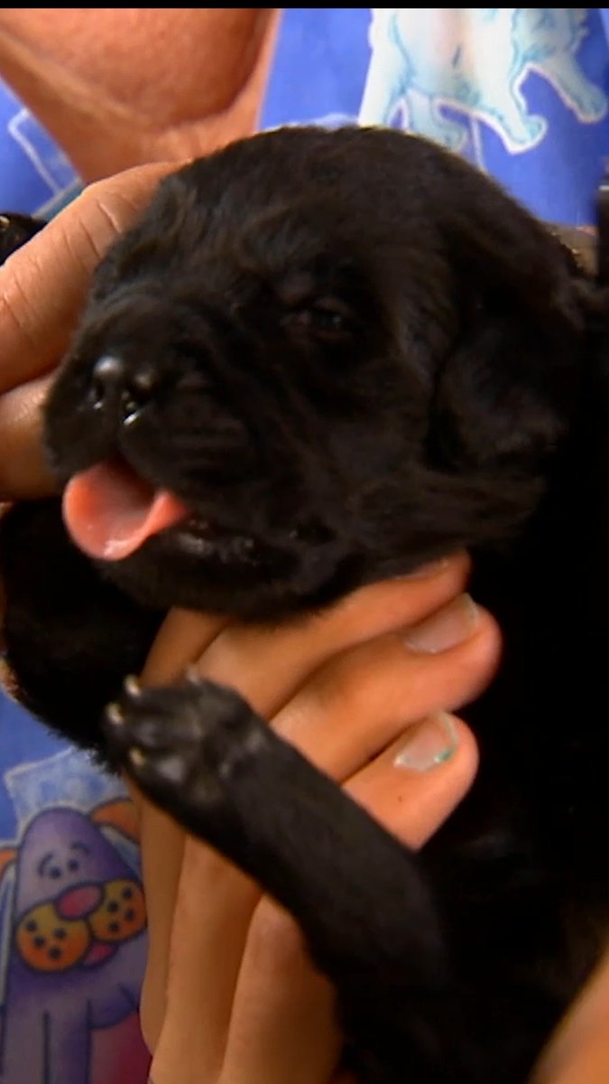 The CUTEST pups get their nails trimmed 💅🥹 #TooCute #puppies #adorable