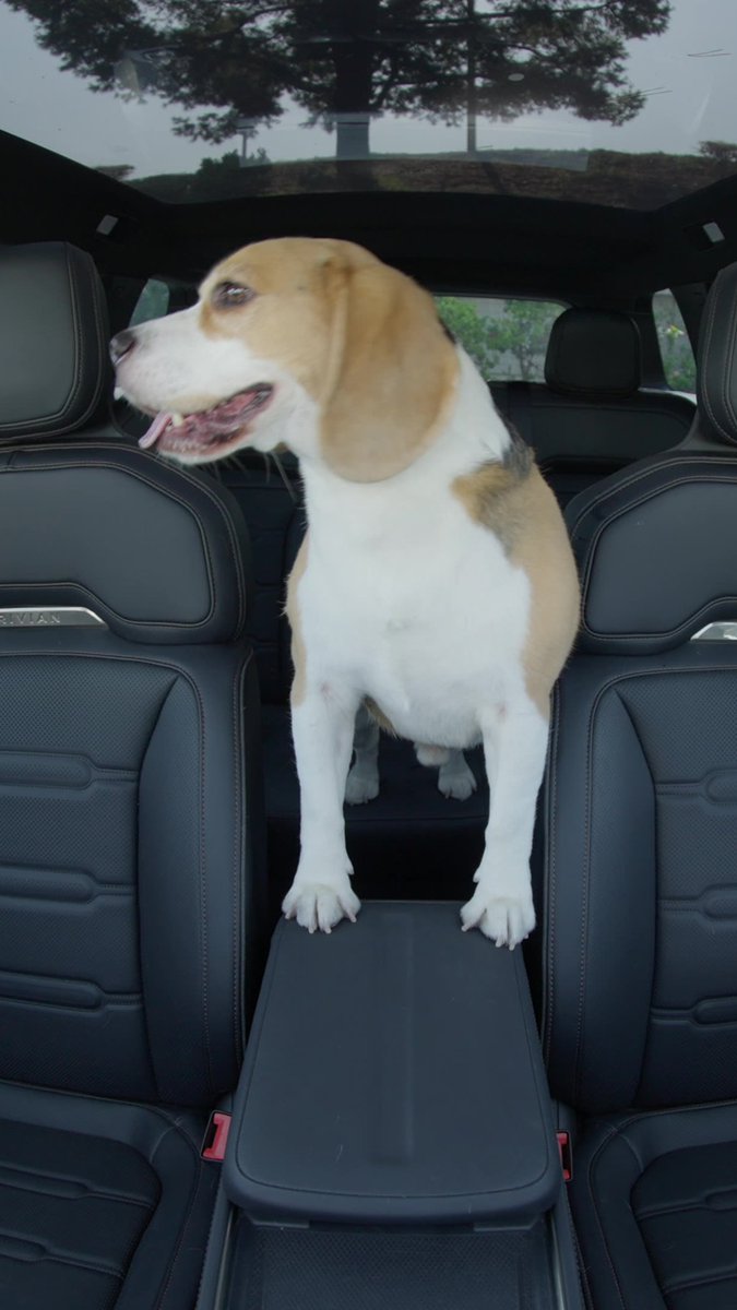 Introducing Pet Cam for R2, coming in the next software update! Now when you use Pet Comfort Mode, you can have a live view right from your app or get snapshots every minute on your lock screen. *Always activate Pet Comfort Mode before stepping away from your vehicle when pets are inside; this helps maintain optimal cabin temperature and is required to power Pet Cam.