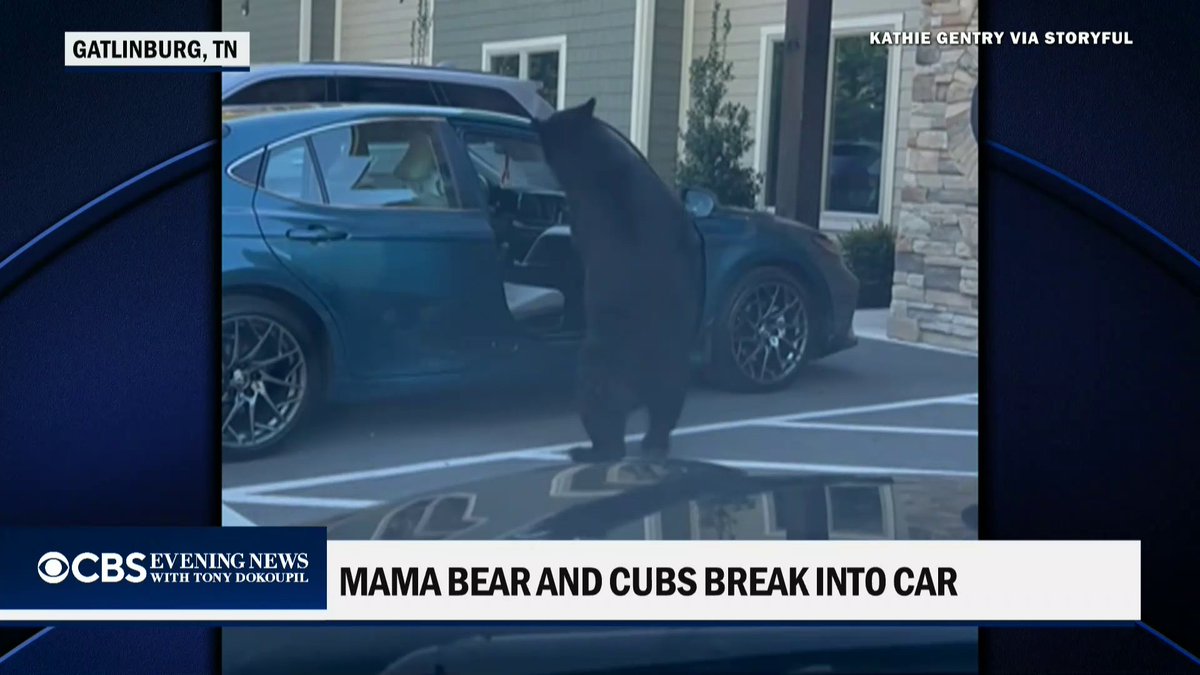Mama bear breaks into a car looking for food She even opened the door The mama bear was like “Kids, stay here. Mom’s going grocery shopping”