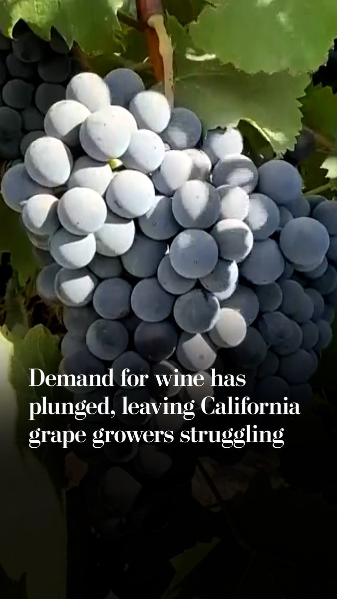 It’s harvest time in California wine country, but many growers are struggling to sell their grapes as changing drinking habits have caused demand to plunge. The decline is forcing some growers to tear out generational vineyards.