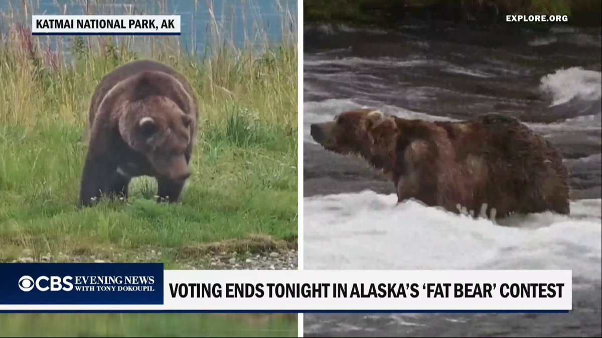 Fat Bear Week voting ends tonight. The final two are Bear 910, the daughter of a former champion, and Bear 89, a 20-year-old returning after an injury. The winner will be announced tomorrow.