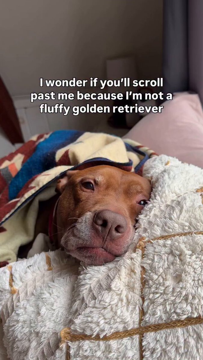 “Please don’t scroll past me… 💔 I may not be a fluffy Golden Retriever, but I’m still hoping someone will stop, see me, and choose me. 🐾❤️”