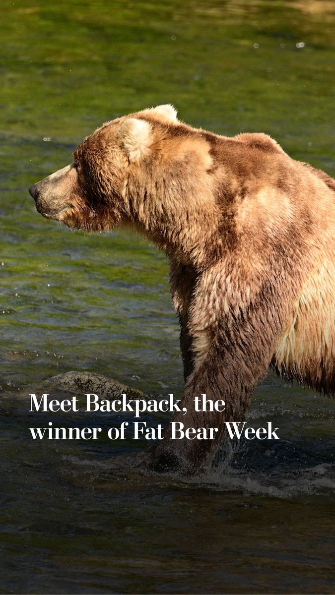 The winner of the 2026 Fat Bear Week is (drumroll, please): 89 BACKPACK! The adult male got all the love from fans this year for his gentle demeanor and “so much junk in the trunk.” Read more about this absolute unit: