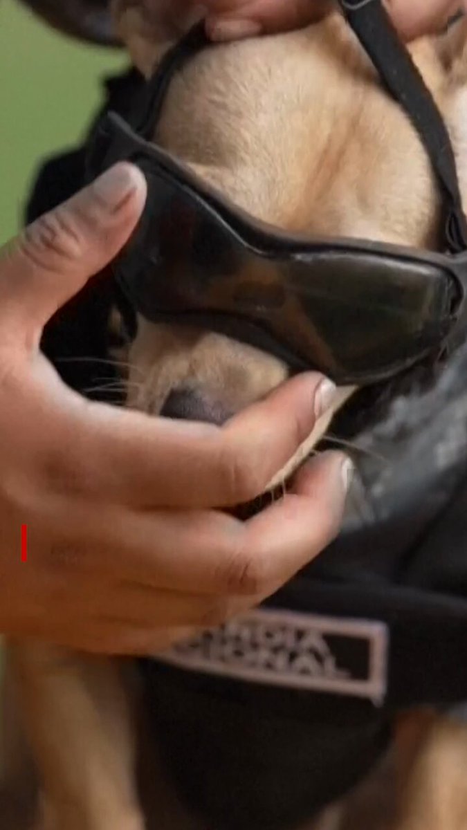 Mexico’s National Guard welcomes feisty new recruit — 'Comando' the Chihuahua