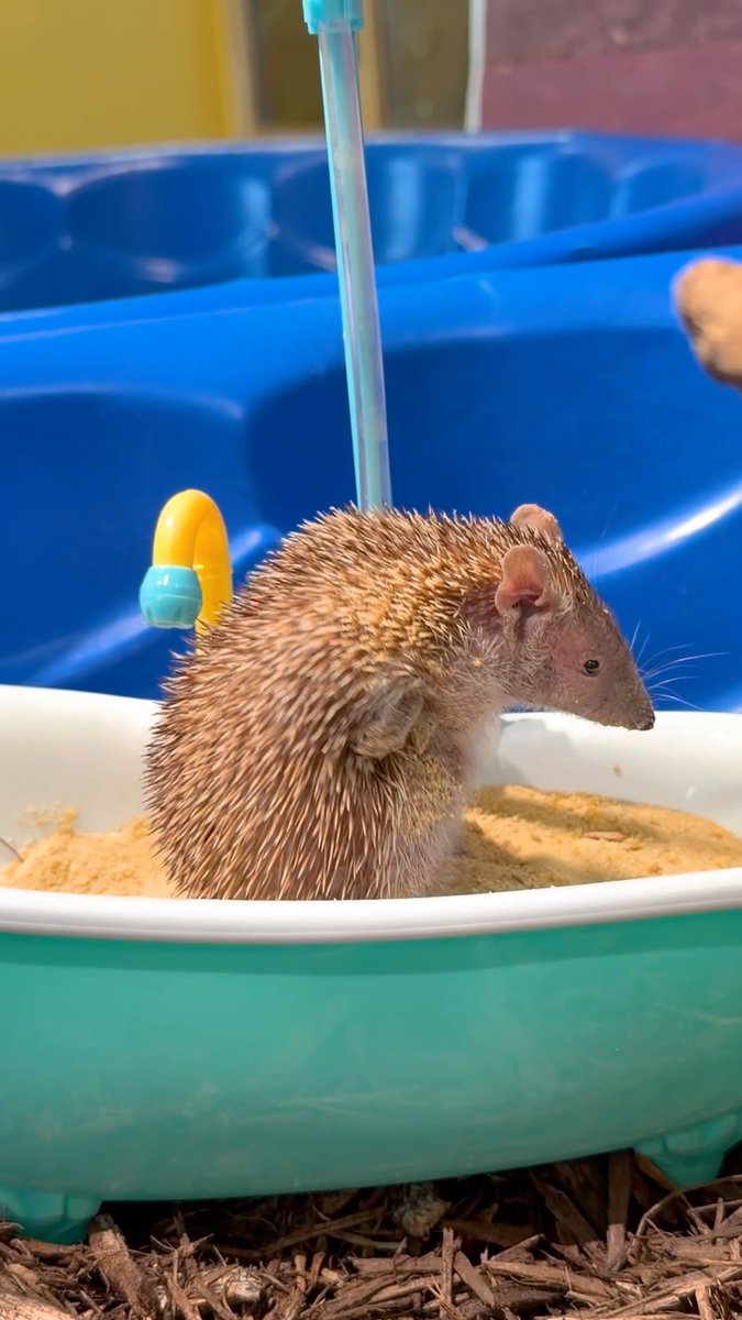 Getting squeaky clean! 🛀🦔 Our tenrec, Castiel, takes baths with sand or dirt to keep his spines and skin clean. In the wild, this behavior also helps to remove any debris or pests!