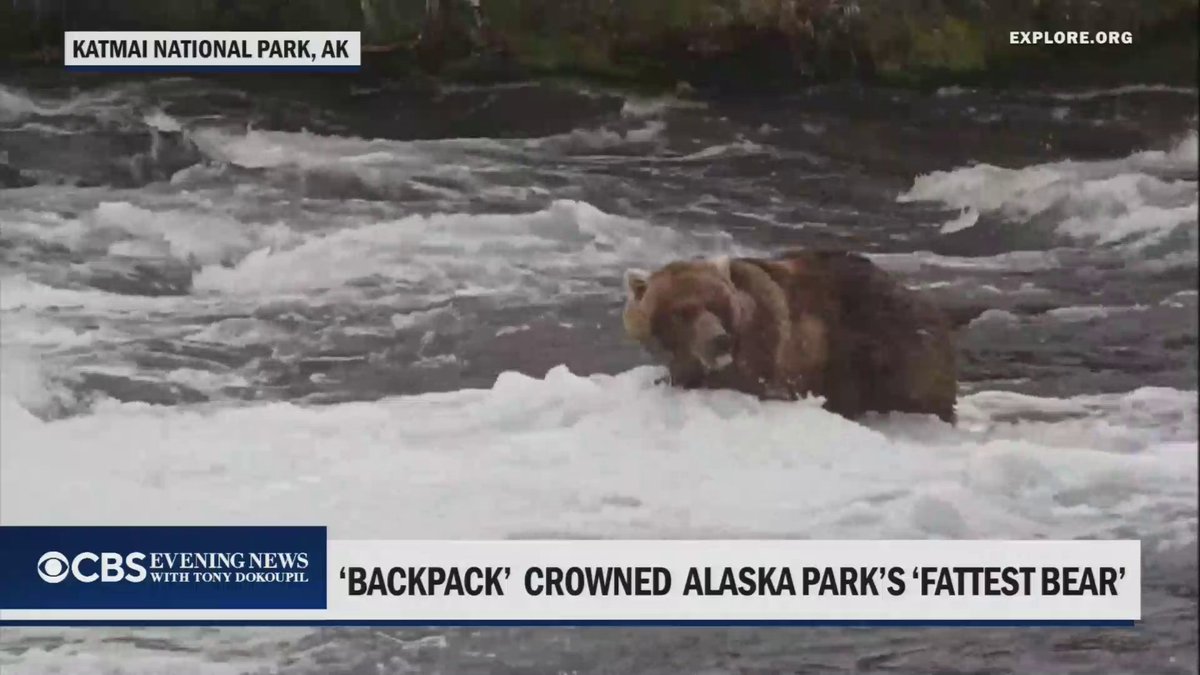 Bear 89, better known as “Backpack,” has won Katmai National Park’s 2026 Fat Bear competition.