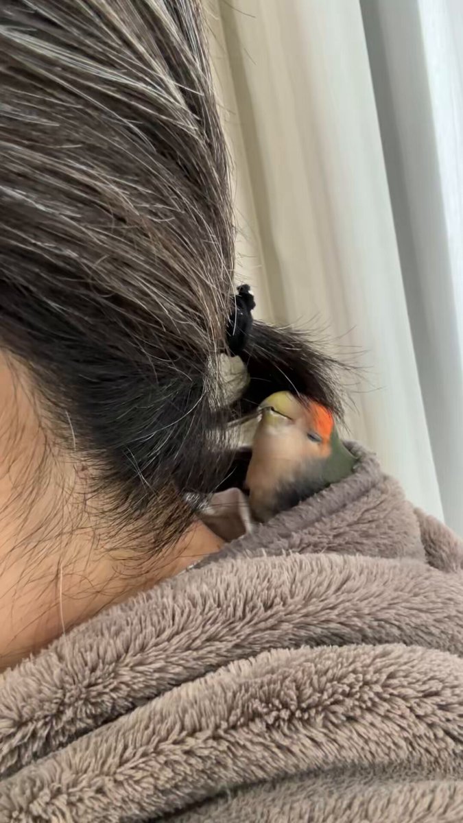 髪は束ねたいので鎖骨くらいの長さで切ってくださいとお願いしたのに肩に届かない長さで切られて飼い主は憤慨しています #コザクラインコ #うなぎ