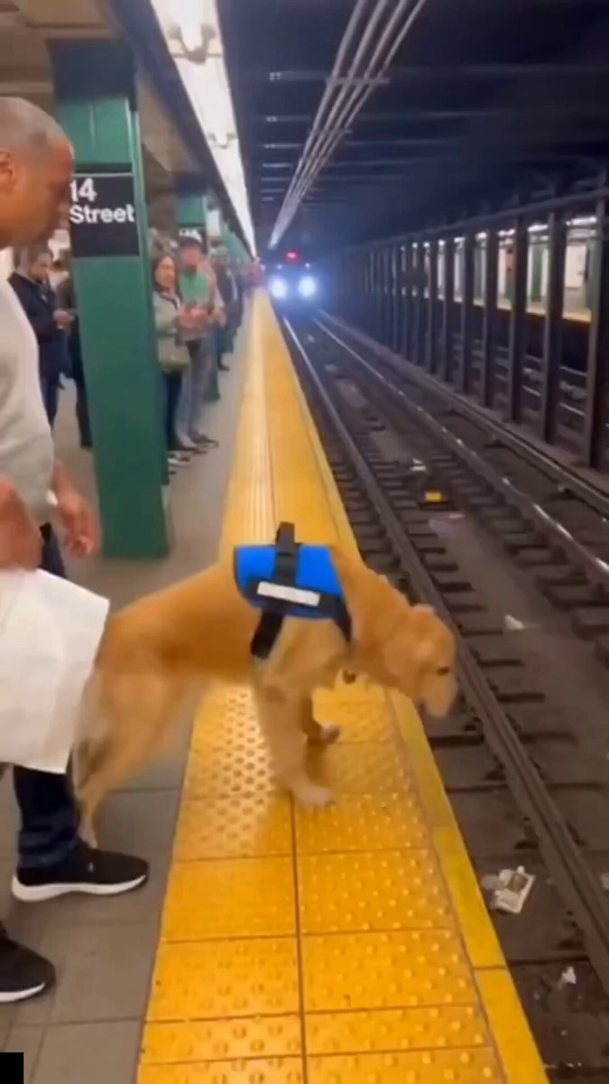 Omg 😳 why do people love dogs so much?? He risked his life to save a dog wow 🤯😭