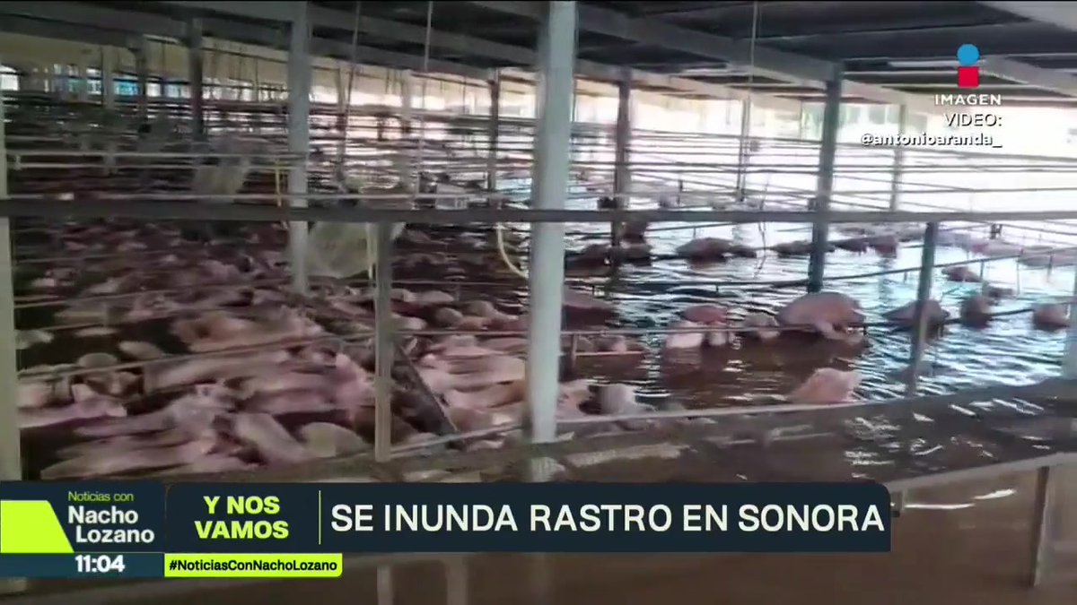Imágenes del paso del #huracán #Polo muestran las afectaciones causadas en un rastro de #GrupoKowi en #Navojoa, #Sonora, donde cerditos intentaron mantenerse a flote. El lugar estará fuera de servicio hasta nuevo aviso mientras desalojan el agua.