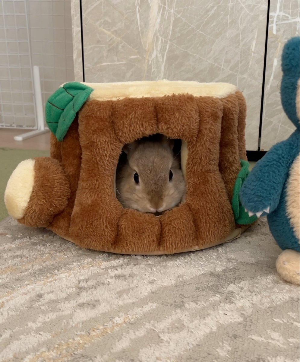引きこも…… らない!🐰✨