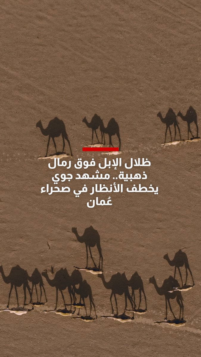 ظلال الإبل فوق رمال ذهبية.. مشهد جوي يخطف الأنظار في صحراء عُمان