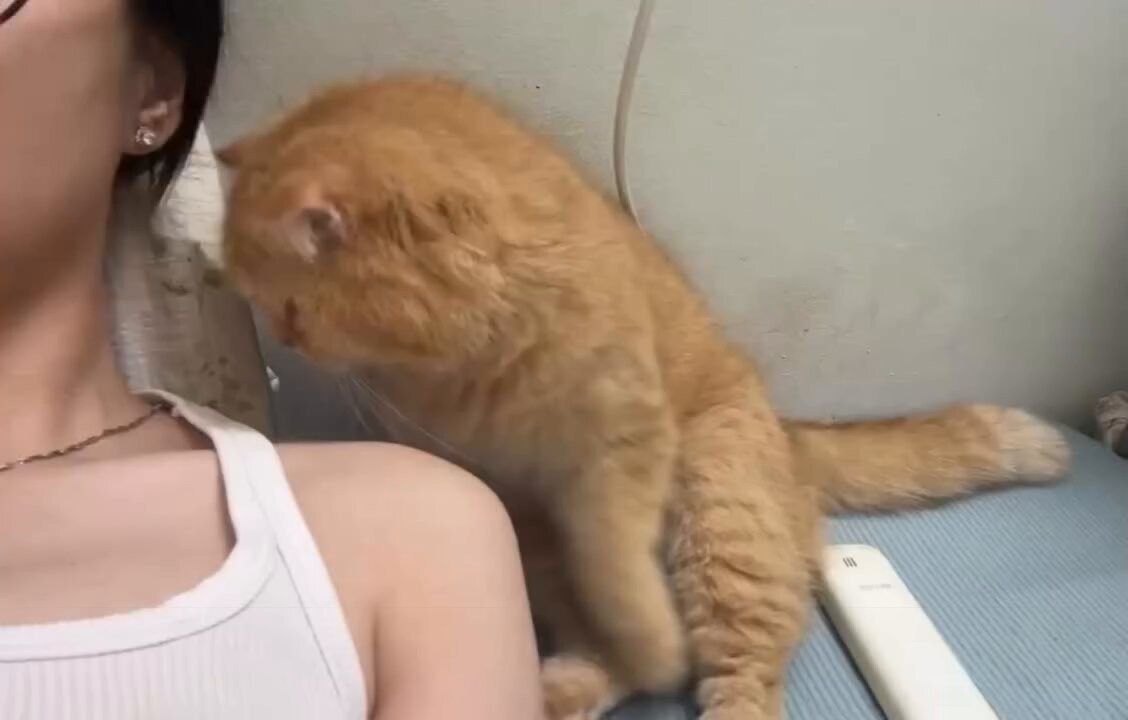 Some cats don't need a fancy bed or a blanket. A familiar shoulder is all the comfort they need
