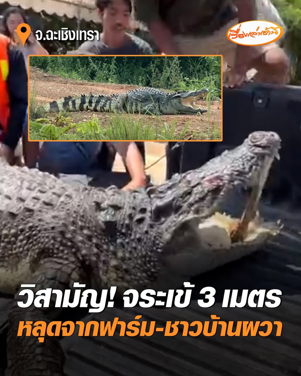 วิสามัญแล้ว! จระเข้ 3 เมตร หลุดฟาร์มโผล่ในพื้นที่ ทำชาวบ้านผวา จับตัวยากหวั่นอันตราย ตำรวจตัดสินใจวิสามัญกลางน้ำ ก่อนดำเนินการต่อไป #เรื่องเล่าเช้านี้ #ครอบครัวข่าว3 #วิสามัญจระเข้ #จระเข้ #ฉะเชิงเทรา