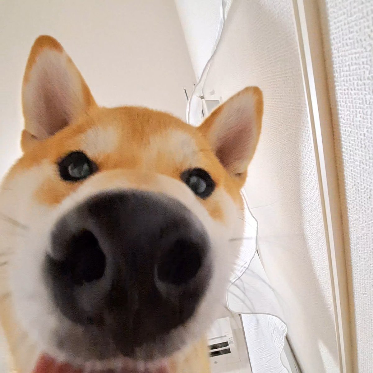 柴犬が不足しがちな方へ… ハァハァいう柴犬に詰め寄られる動画 (※再投稿)