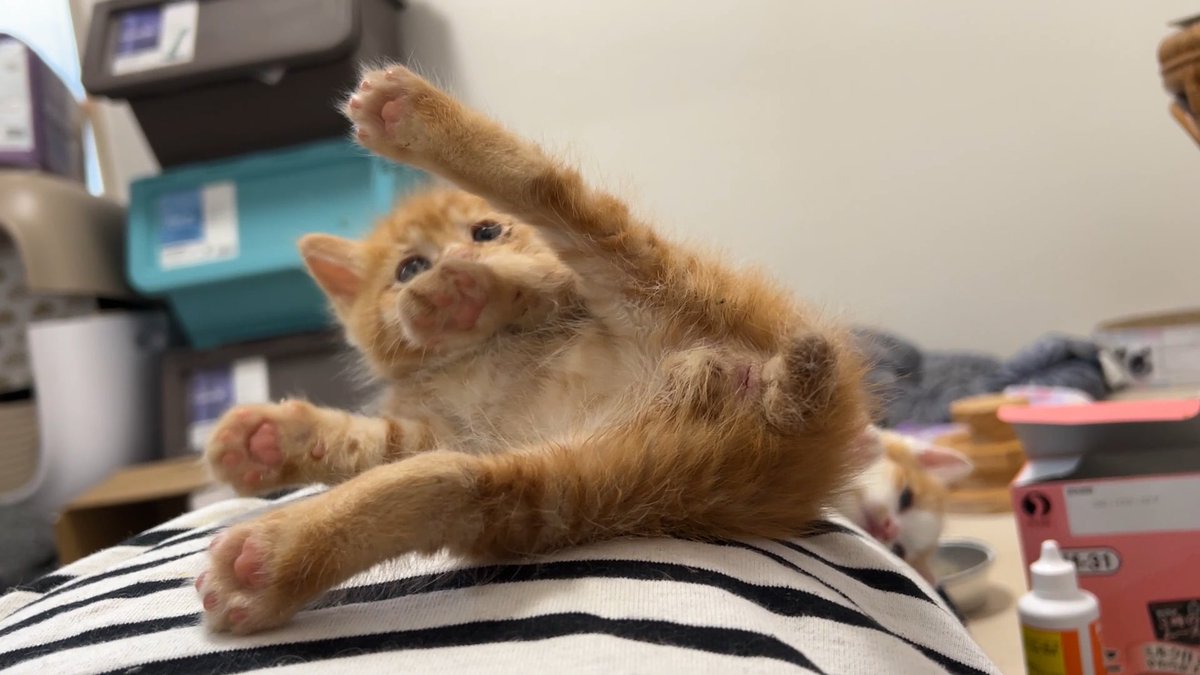 茶トラ子猫の芸術的落下芸