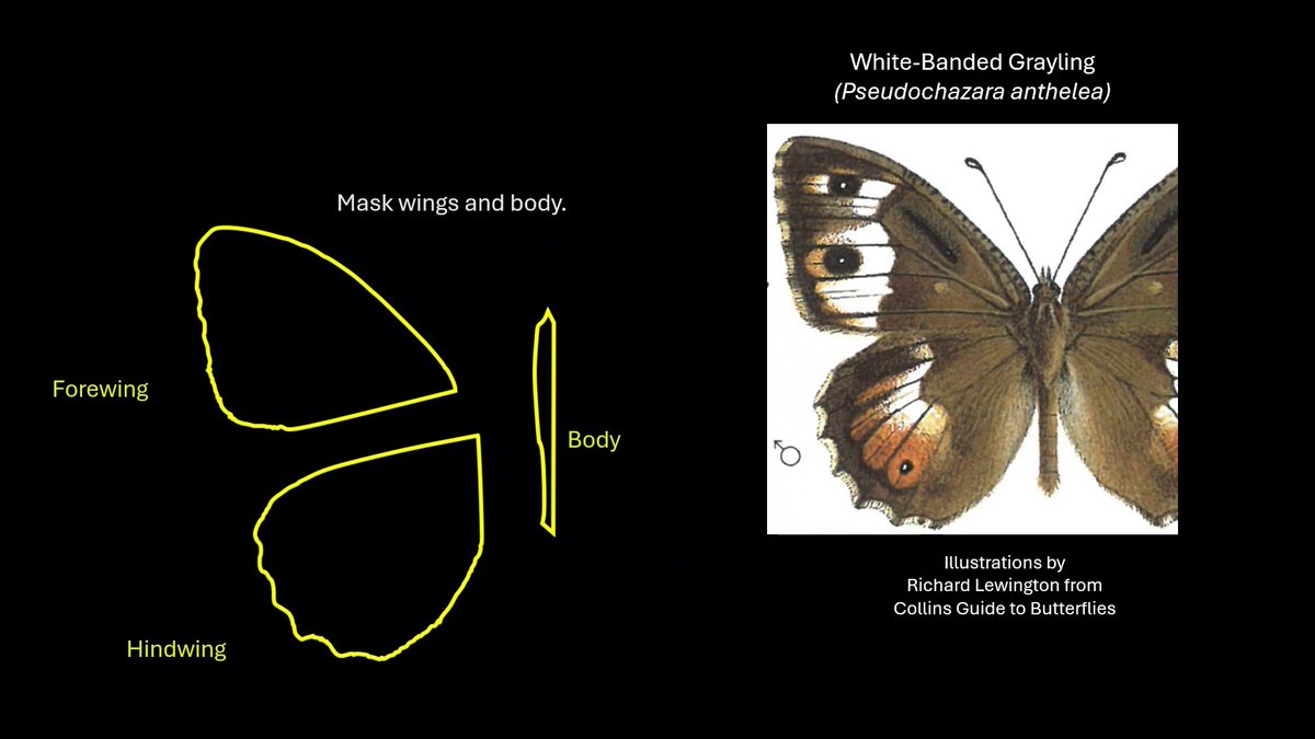 Butterflies’ contrasting wing patterns may create visual illusions during flight that make it more difficult for predators to judge their speed and direction, according to research in Nature.