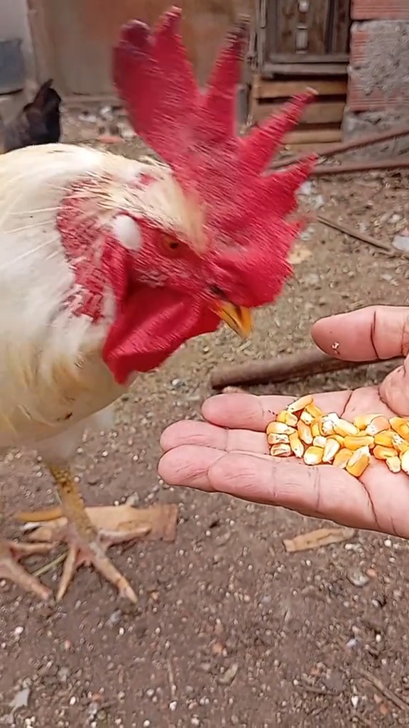 Only Zimbabweans will understand this video ๐๐
