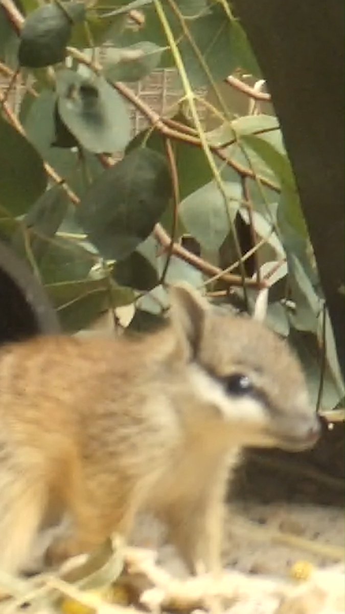 After months tucked safely underground, these Numbat joeys are taking their very first steps above ground 🥹 These three are among five joeys born in our breed-for-release program 🐾 📷 Keepers Vicki and Liz