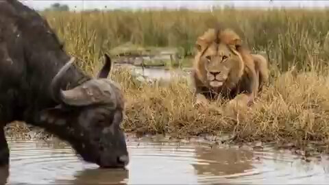 🦁🔥 Lion vs. Buffalo! 😱😳 A brutal battle for survival unfolds in the wild! 🐃🌿