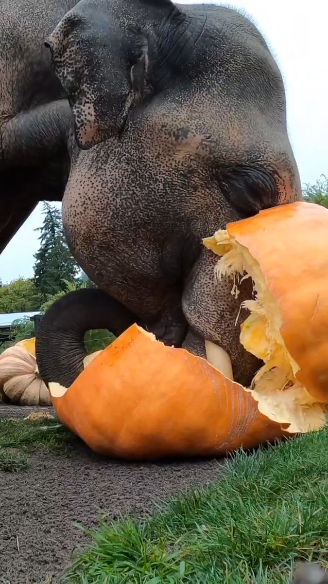 let the gourd times roll 🎃