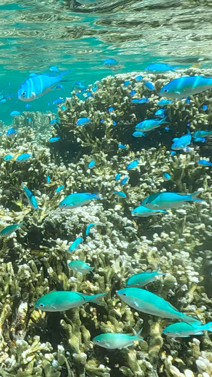 10月だけどまだまだ泳げる むしろ10月だから気持ちよく海を楽しめる 石垣島