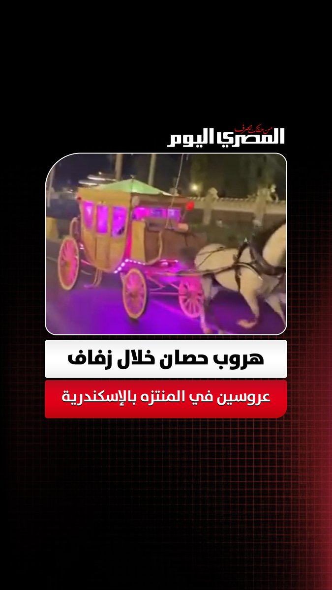 هروب حصان خلال زفاف عروسين في المنتزه بالإسكندرية