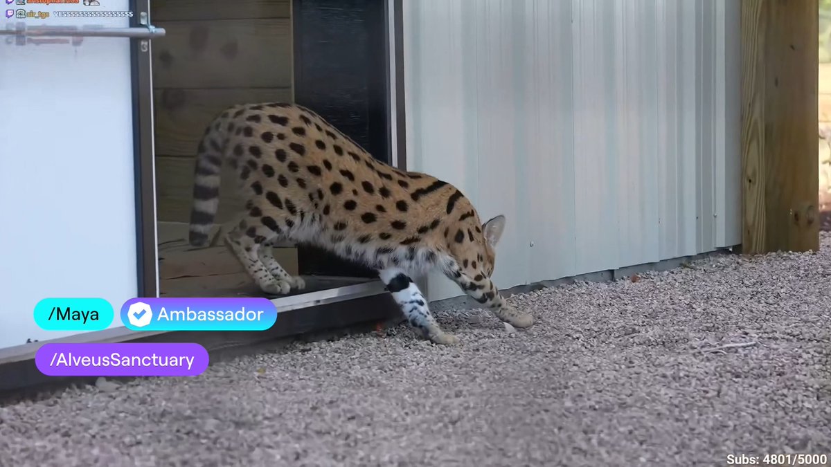 OBSESSED. @alveussanctuary and Maya just built their serval, Kasi, a whole new enclosure 🥰🥰