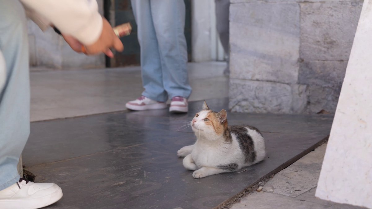 イスタンブールでも日本のちゅ〜るは大人気‥ 外国人観光客の子たちも持ってました😺🇹🇷