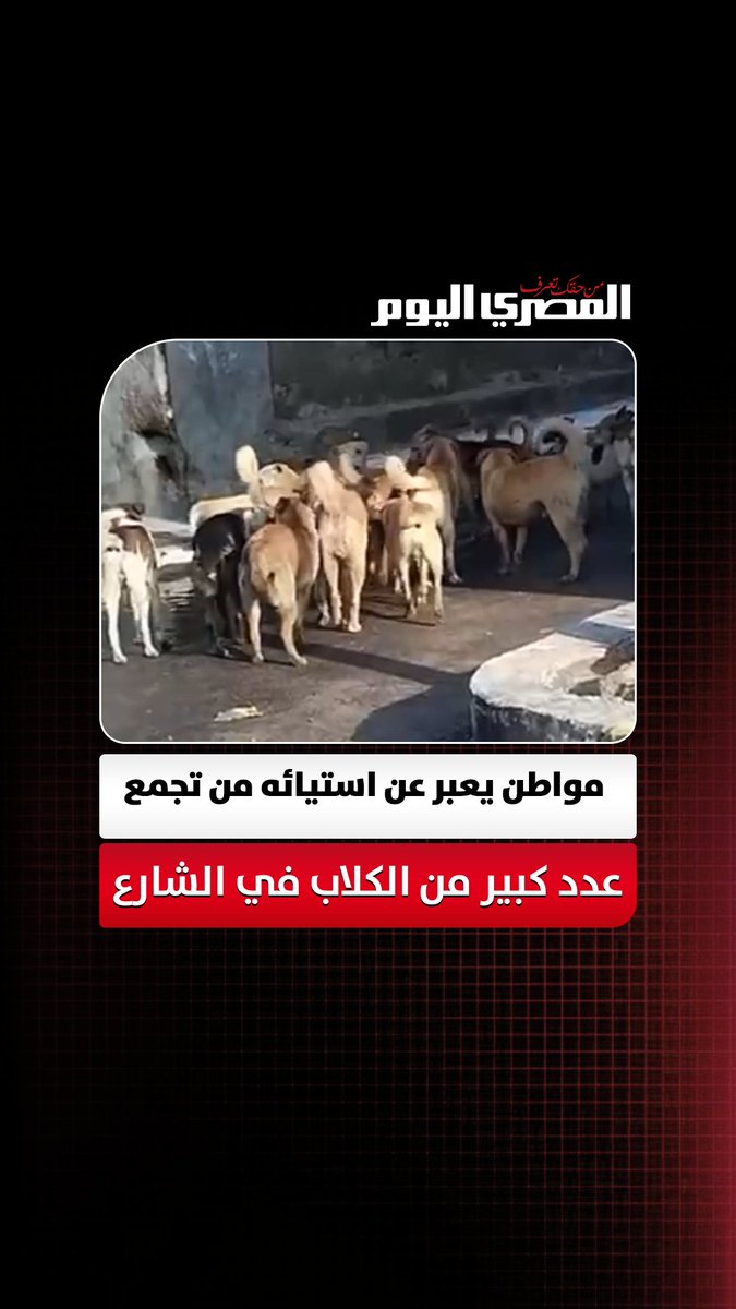 " لو طلع أسد هياكلوه".. مواطن يعبر عن استيائه من تجمع عدد كبير من الكلاب في الشارع بعزبة سكينة في الإسكندرية
