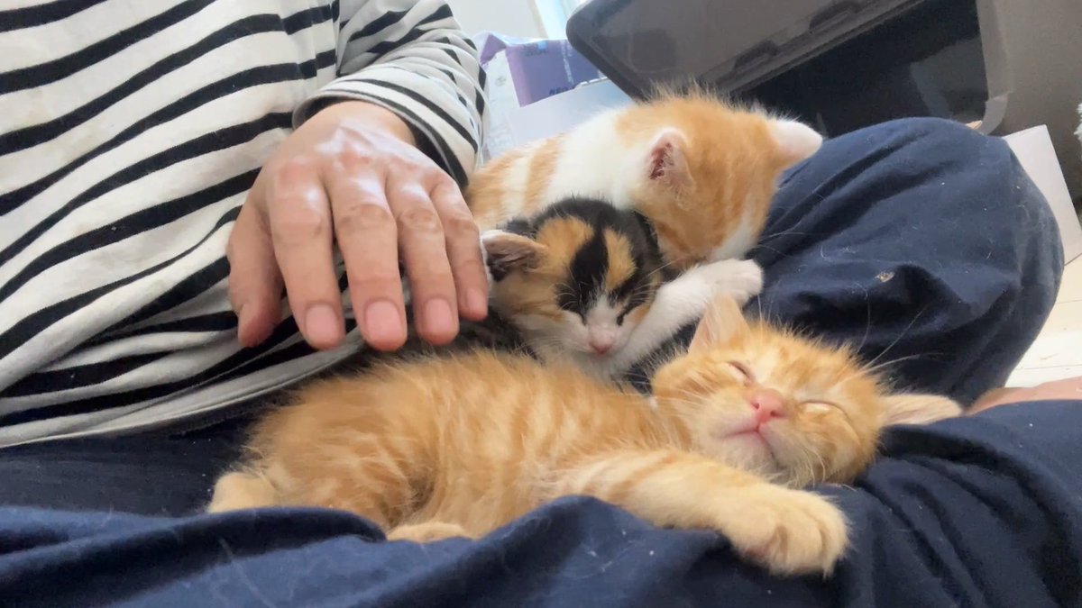 ひとりだけ眠れない子猫