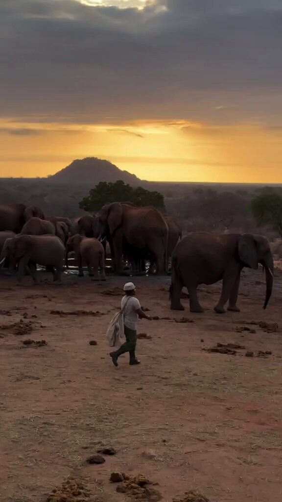 “These wild elephants know my face and recognise me as a friend. I respect them and they respect me.” – Keeper Stephen, Ithumba Reintegration Unit Our Reintegration Units are where orphaned elephants take their first steps towards life in the wild. Here, they gradually build confidence and independence, mingling with wild herds in the heart of the Tsavo ecosystem. Our Keepers guide them every step of the way, providing reassurance as they make this transition. Over the years, the wild elephants have come to accept these familiar faces as honorary members of the herd – a special trust that is never taken for granted. Learn more about our rescue-to-rewilding process, which has successfully raised more than 300 orphaned elephants: