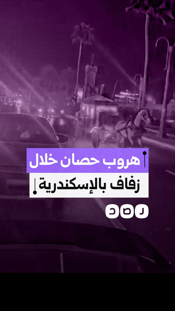 هروب حصان يحول زفاف عروسين إلى مطاردة في المنتزة بالإسكندرية
