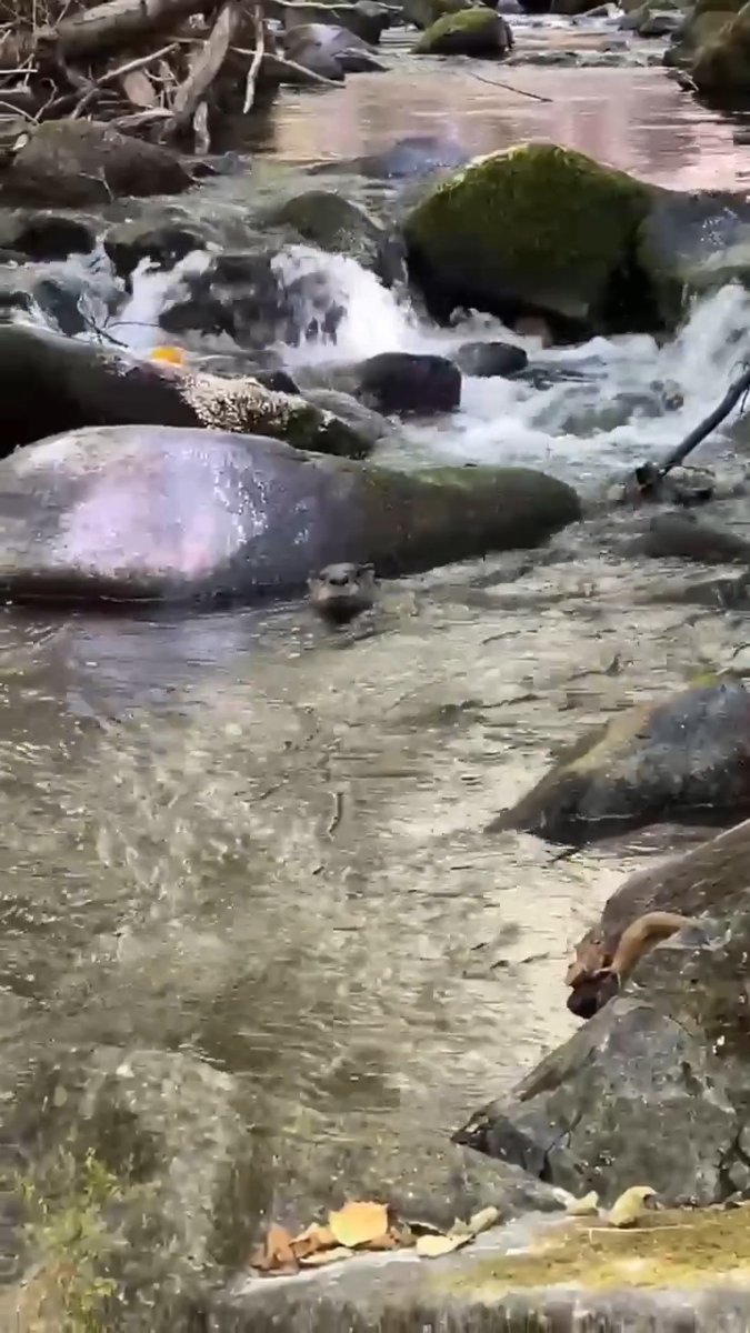 Well, this is otterly unexpected. A visitor captured video of a North American river otter swimming at Oregon Caves National Monument and Preserve, marking the first time the species has ever been documented at the park.