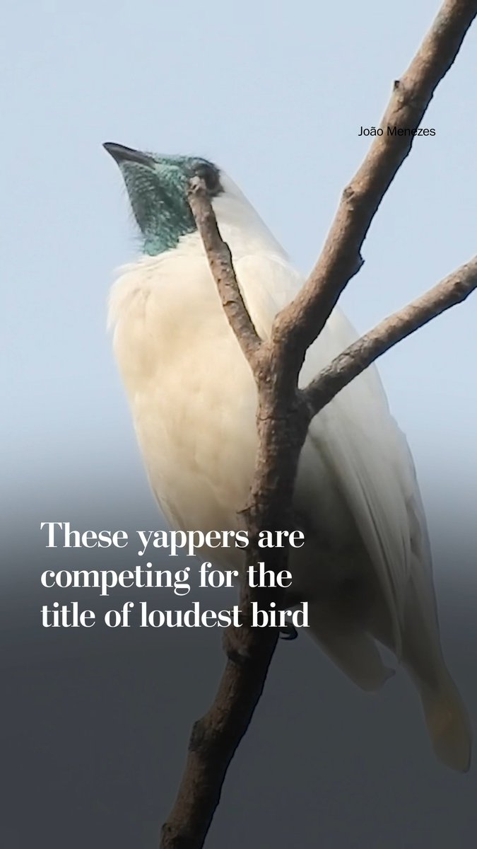 New research measures the loudest birds known to science, with three South American species topping the chart.