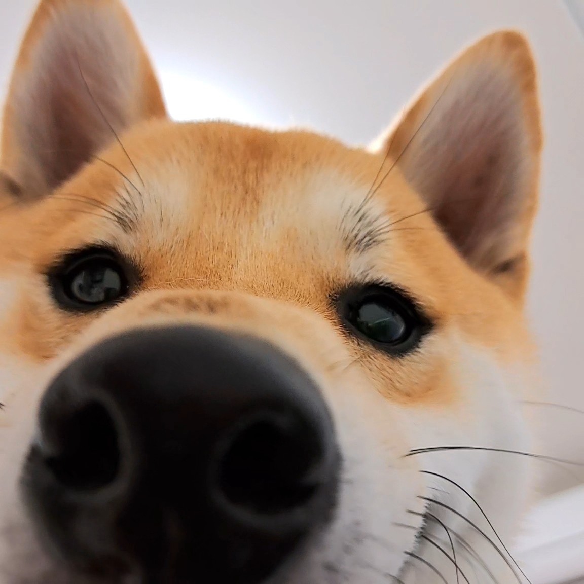 柴犬の接近ハァハァに需要があることがわかりました！ 人間だとただの変態なのに、わんこだと癒される不思議😂