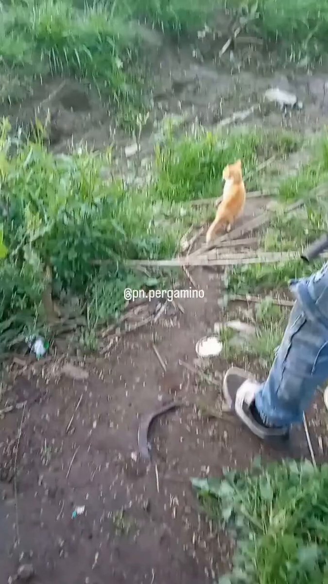 En pergamino, unos villeros salio a pegar tiros al aire con sus armas salidas de fallout 3 No me sorprendería que el naranjo ese sea el jefe de la banda