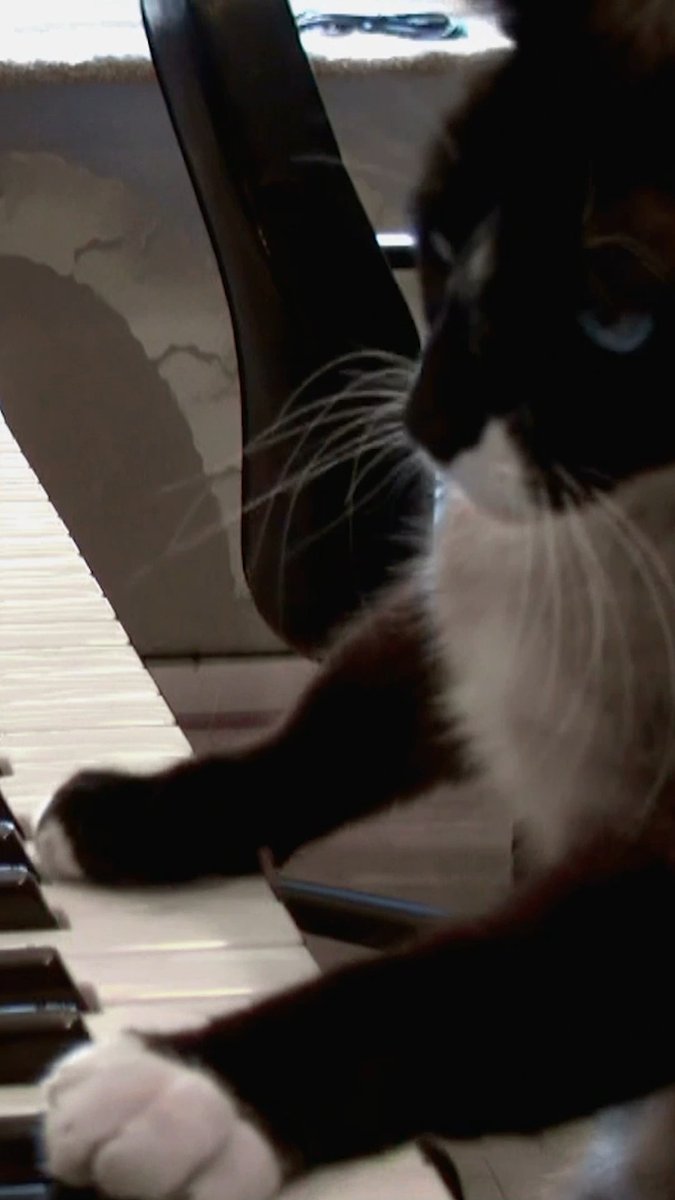 Viral cat and its animal friends 😻 #Cats101 #kitty