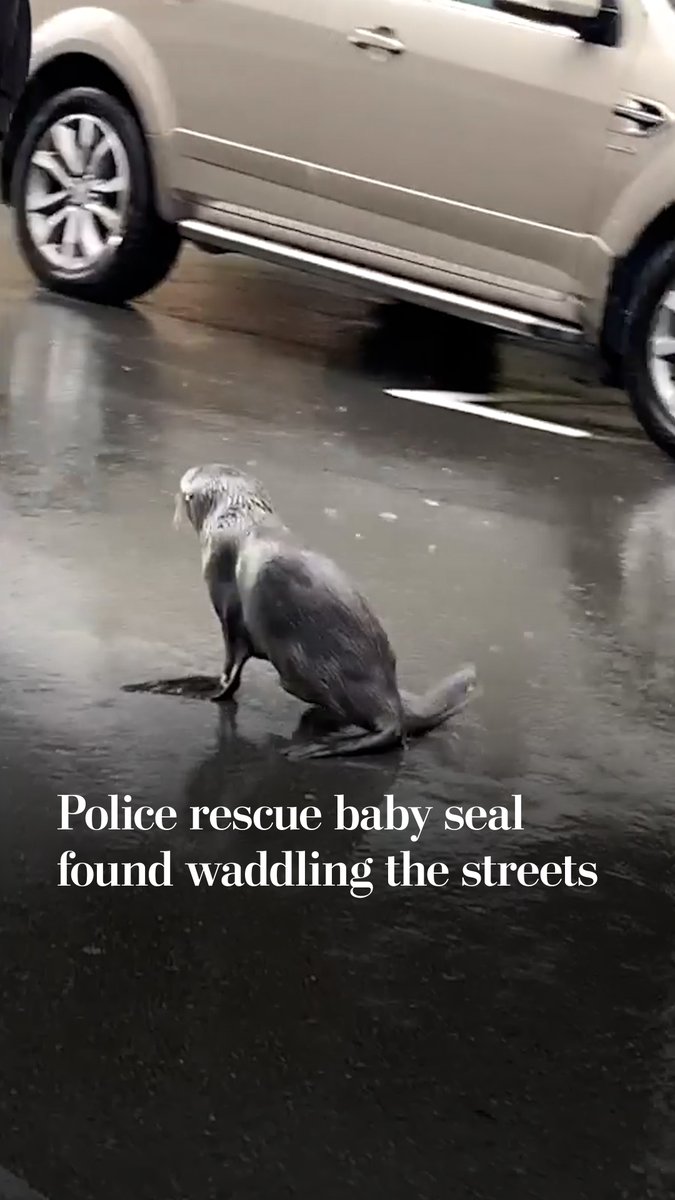 A baby fur seal was spotted wandering through a busy road and alley in Wellington, New Zealand, before police moved it to a safer location. Baby seals often venture into unusual places between June and September, a period the Department of Conservation call “seal silly season.”