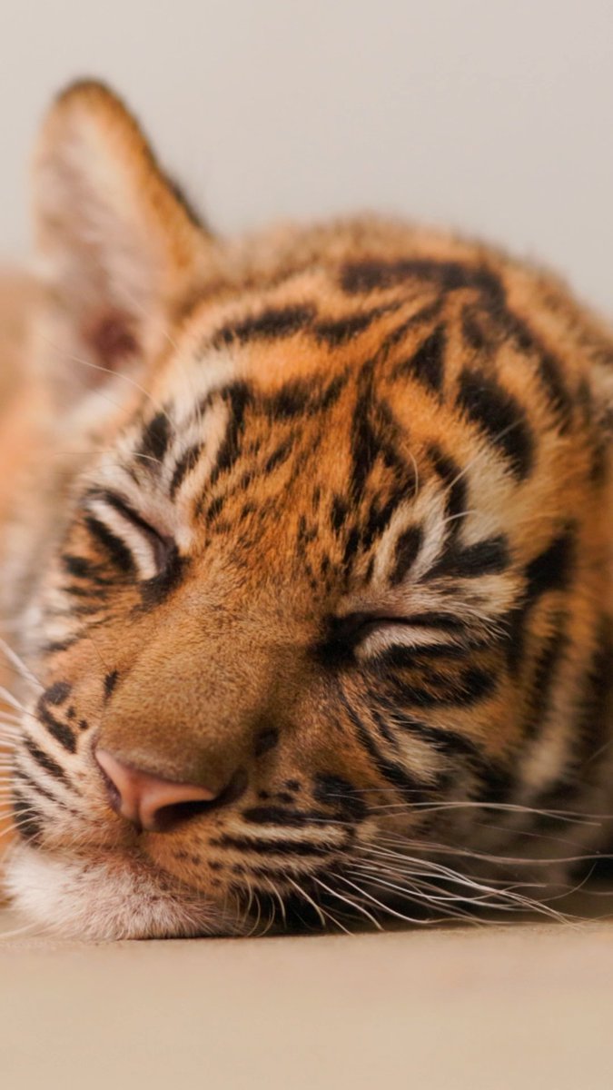 The Zoo earned its stripes – not once, but twice! 🐯🐯 Join us in welcoming the littlest pair of critically endangered Sumatran tiger cubs –– Barani and Malu! The births represent a lot of firsts for the Zoo, as these two girls are the first Sumatran tiger cubs born in Fort Worth Zoo history, the first cubs born in the renovated Predators of Asia & Africa tiger habitat, which opened in 2023, and the first tiger cubs of any species born at the Zoo in nearly two decades. There are fewer than 650 Sumatran tigers left in the wild, primarily due to habitat loss and deforestation, making these births especially important for the species' conservation. The renovated habitat allowed the Zoo to renew its conservation focus for this species. The Zoo participates in a cooperative Sumatran tiger breeding program with other North American zoos to ensure a genetically diverse, healthy population of this subspecies, which the two new cubs will contribute to. Born on July 1 to first-time mother Ndari and father Rakan, these sisters have spent the past 12 weeks growing and bonding with mom behind the scenes, while keepers keep a close eye on their growth and development – which includes milestones like learning to jump, play, run and climb. As the first cubs born in the new habitat, zookeepers want to be sure Barani and Malu are big and strong enough to navigate their public habitat. The Zoo is hopeful the cubs will make their public debut shortly. Keep an eye on our social channels and website for more updates!