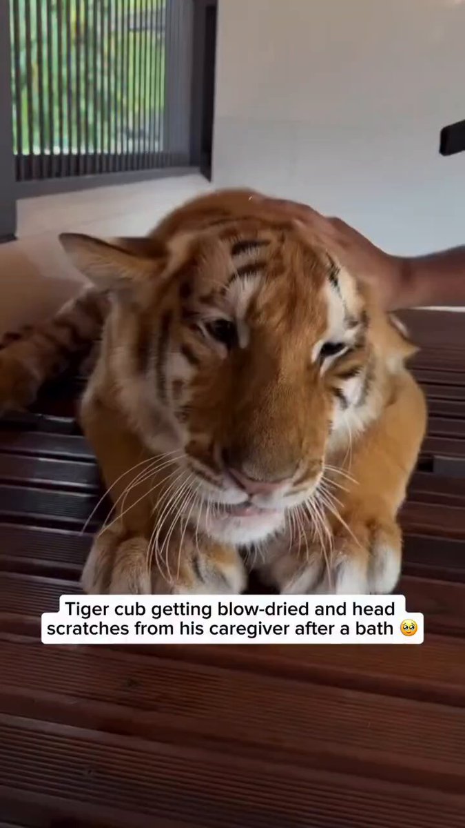 Tiger cub getting blow-dried and head scratches from his caregiver after a bath.🐯