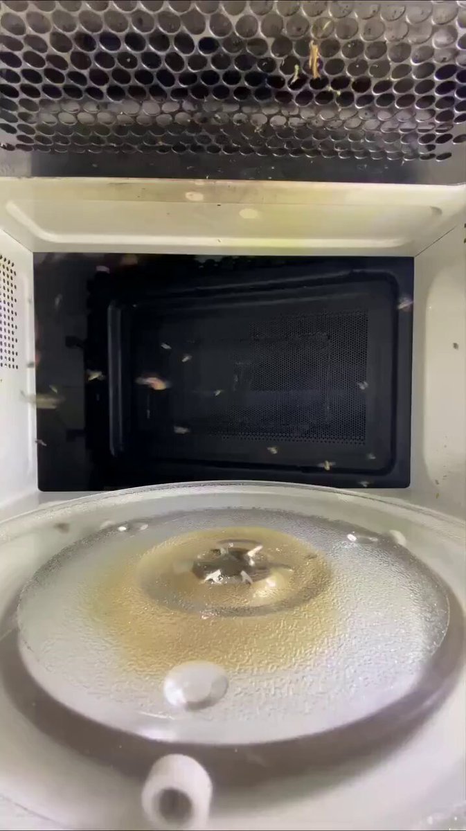 Microwave vs fly sugar 😱😱